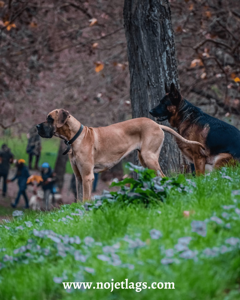 Villa Borghese - NoJetLags