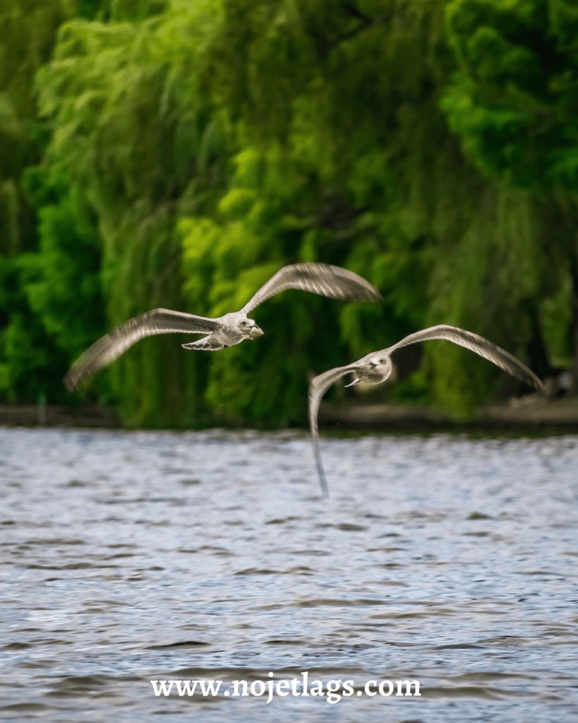 Lacul Herastrau - Park 1 - NoJetLags