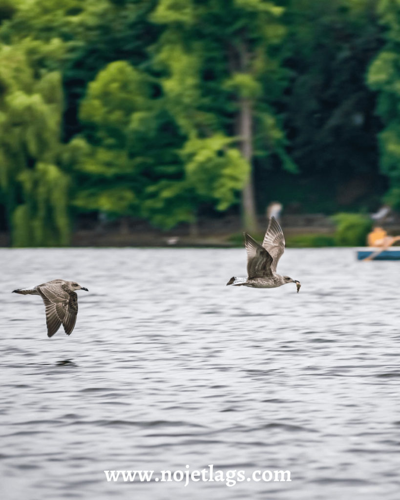 Lacul Herastrau - Park 2 - NoJetLags
